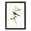 Restless Flycatcher Birds by Elizabeth Gould - Picture Frame Painting Print-55598329-55598328