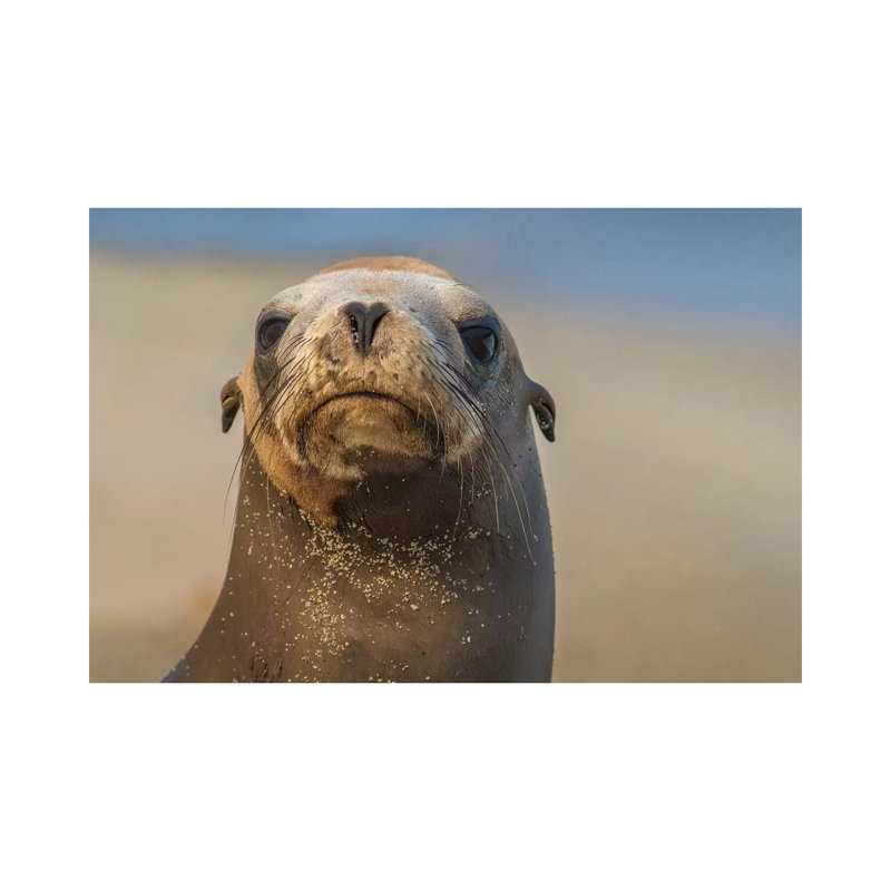 California Sea Lion, La Jolla, California by Tim Fitzharris - Wrapped Canvas Print, 20.32 cm H x 30.48 cm W