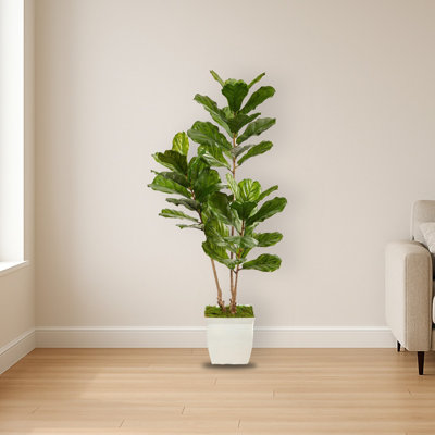 Fiddle Leaf Tree in Planter