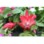 Live Holiday Cactus Plant in Gold Pot