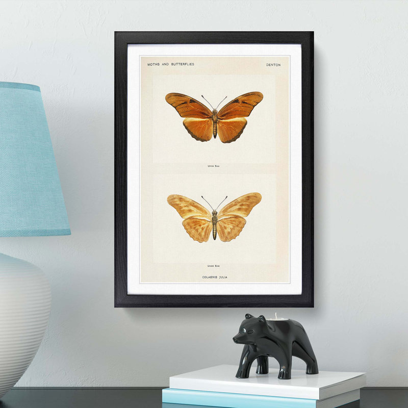 Julia Butterfly by S.F. Denton - Picture Frame Graphic Art Print, Black Framed, 36cm H x 27cm W x 2cm D