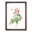 Pink Cabbage Roses by Pierre-Joseph Redoute - Picture Frame Painting Print-55583638-55583639