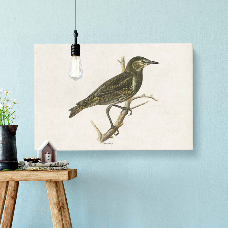 Starling by Von Wright - Wrapped Canvas, 40cm H x 60cm W x 3cm D