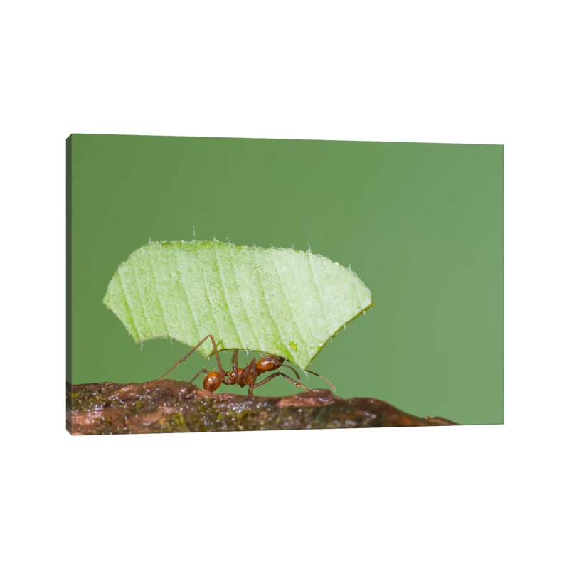 Leafcutter Ant Carrying Leaf, Costa Rica II by Steve Gettle - Wrapped Canvas Gallery-Wrapped Canvas Giclée