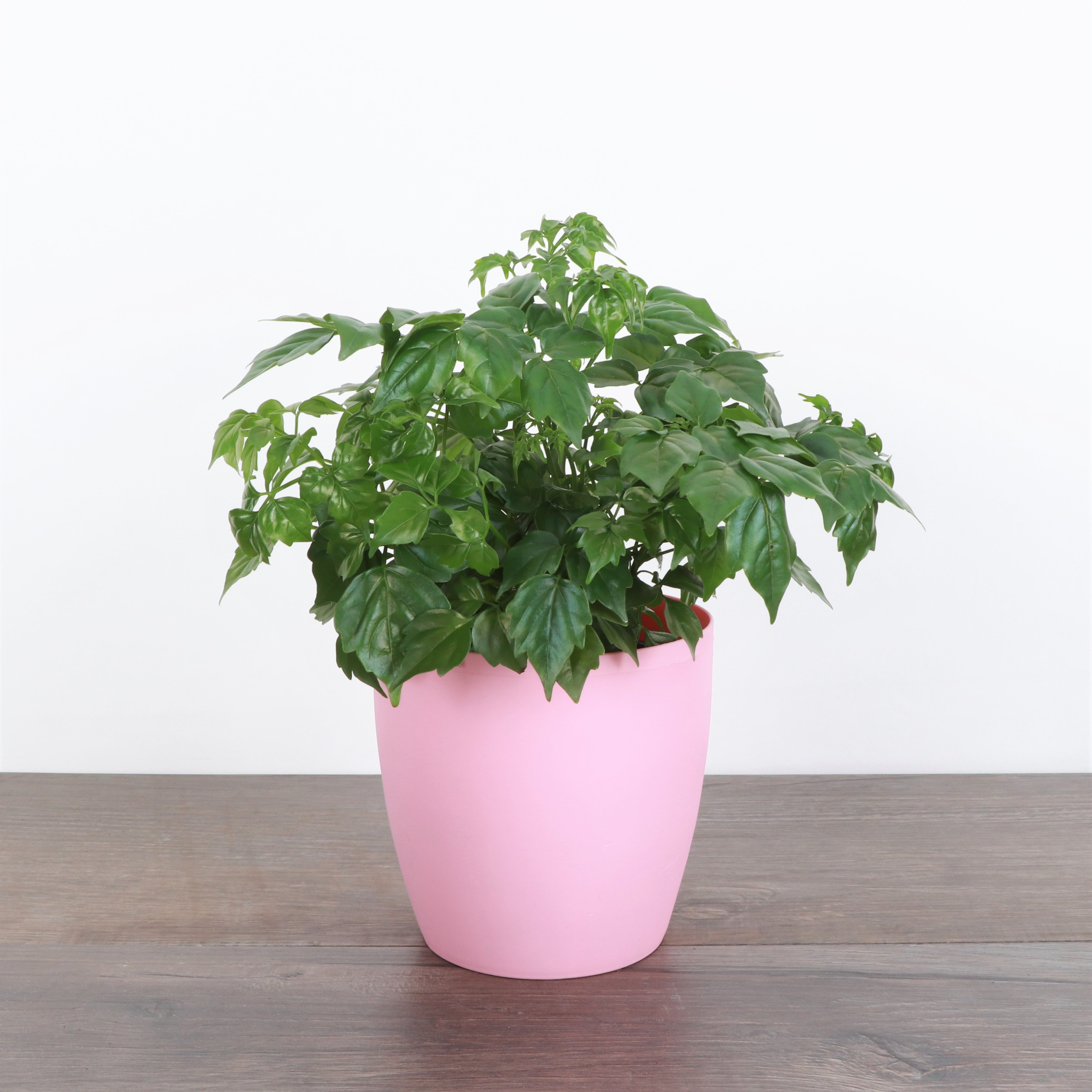 Thorsen's Greenhouse Live China Doll Houseplant in Classic Pot | Wayfair