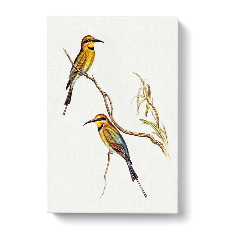 Australian Bee Eater by Elizabeth Gould - Wrapped Canvas Painting Pint, 50cm H x 35cm W x 3cm D