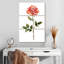 Rose simple-667927397