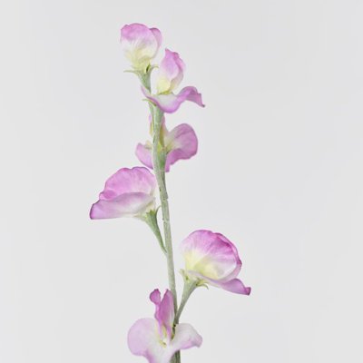 Audet Sweet Pea Stems