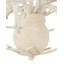 Seaward 6 - Light Chandelier