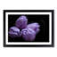 Four Purple Tulips - Framed Print-55577544-55577546