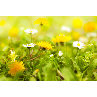 Wild flowers 1 Piece Wrapped Canvas Wall Art