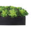Arrangement Echeveria en pot de fibres