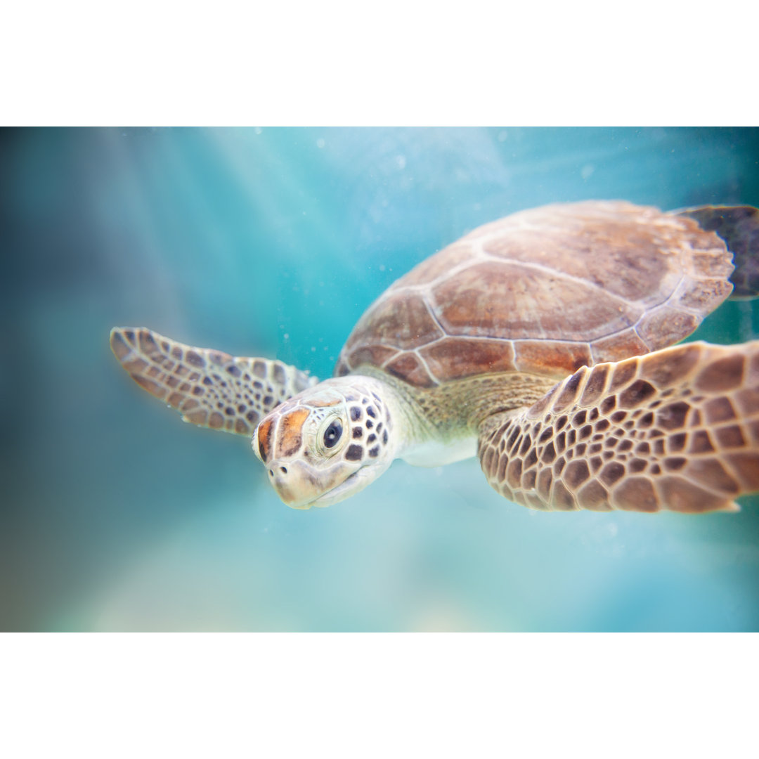 Sea Turtle Ocean - Wrapped Canvas Print