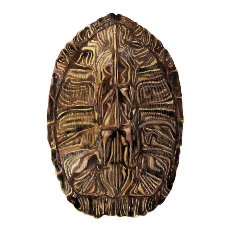 Écaille de tortue - détail II, H 12 po x l 8 po x P 1 po