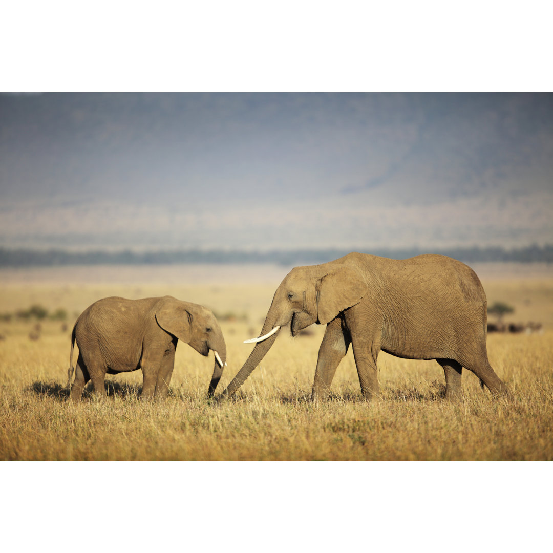 Mutter und Baby Elefant auf der Wiese von GP - Leinwandbild auf Leinwand