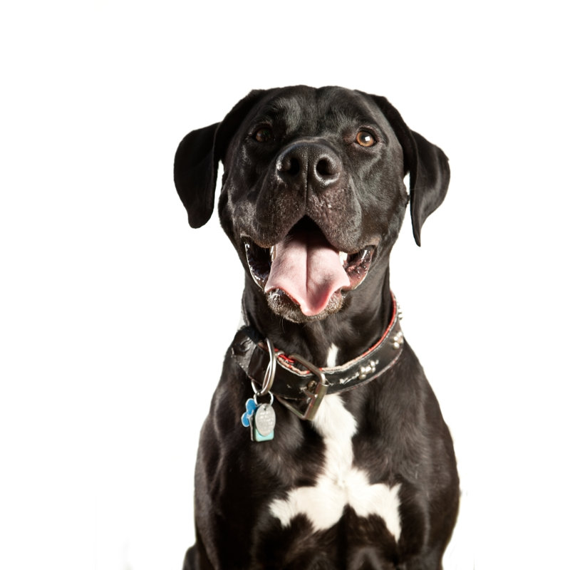Black Dog par Debbismirnoff, H 48 po x l 32 po
