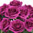 Jaafer Rose Arrangement-1228319248