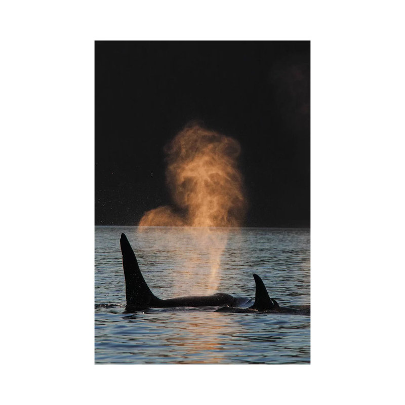 Orca Resident Pod Spouting, Prince William Sound, Alaska by Hiroya Minakuchi - Wrapped Canvas Print