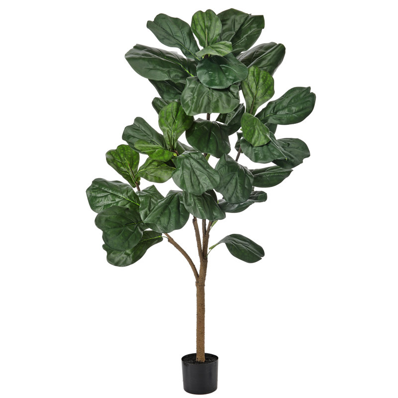 5' UV Potted Fiddle Leaf Fig Tree