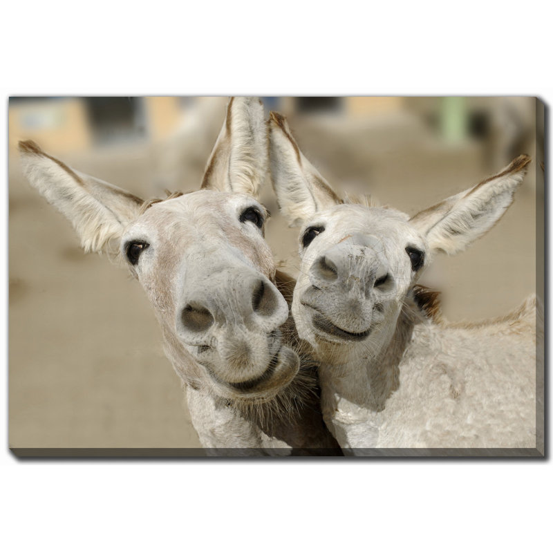 Art sur toile Cheeky Playful Donkey Duo, H 22 po x l 28 po