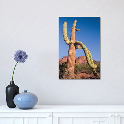 Saguaro And Ajo Mountains, Organ Pipe Cactus National Monument by Tim Fitzharris - Wrapped Canvas Print