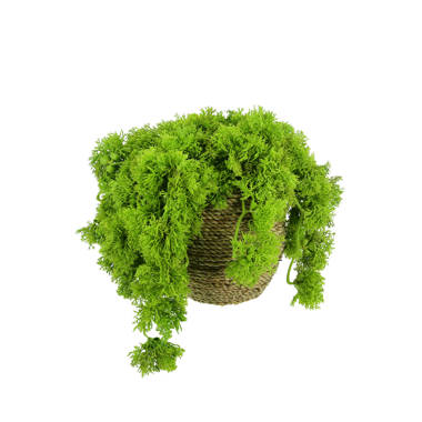 Norwood 9'' Artificial Moss Plant in Fiberstone Pot Primrue
