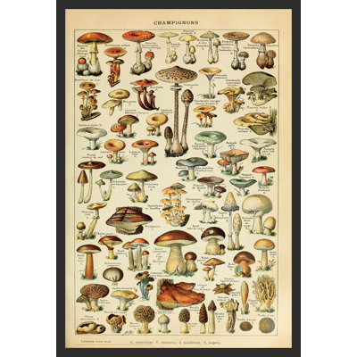 "Champignons pour tous Adolphe Millot" sur papier