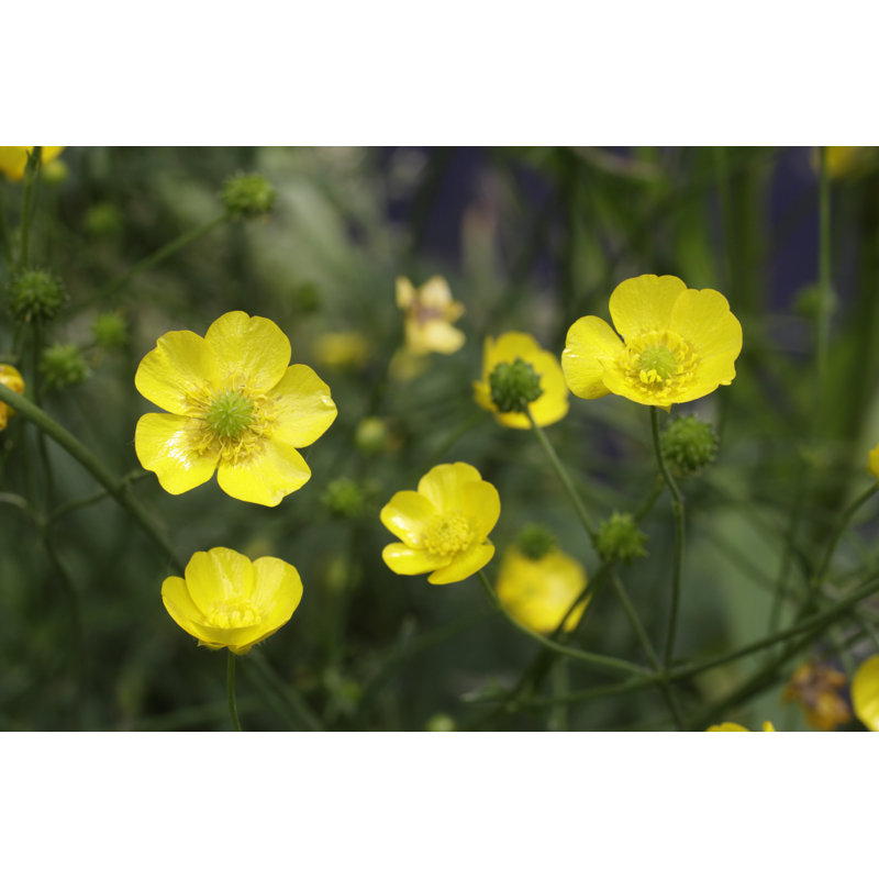 Bouton d'or jaune par Whiteway, H 12 po x l 18 po