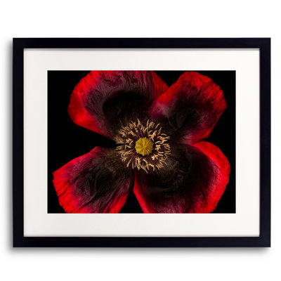 Papaver Somniferum Print by Harold Davis