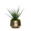 1 Plant