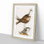 Fishing Hawk by Mark Catesby - Picture Frame Art Print-55609414-55609413