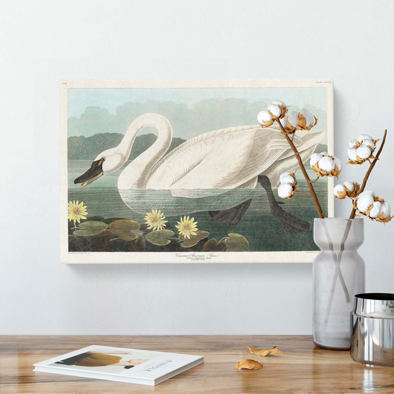 American Swan by John Audubon - Wrapped Canvas Painting, 50cm H x 76cm W x 3cm D