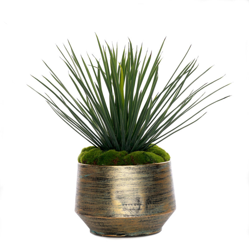 16 po 1 plante