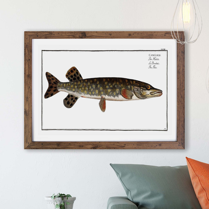 Pike Fish by M.E. Bloch - Framed Print, Walnut, 33cm H x 45cm W x 2cm D