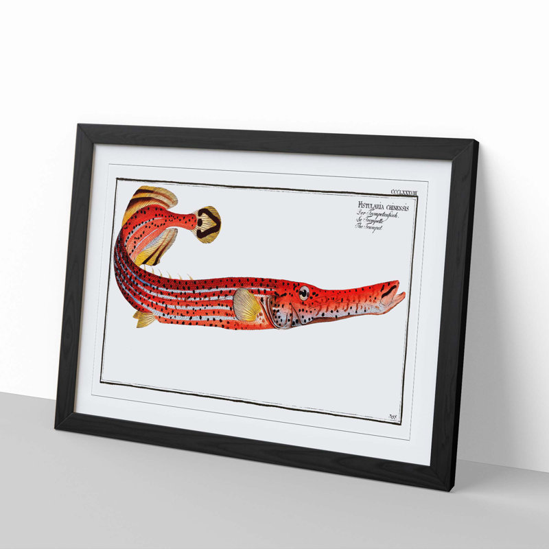 Trumpet Fish by M.E. Bloch - Framed Print, 36cm H x 48cm W x 2cm D, Black Framed