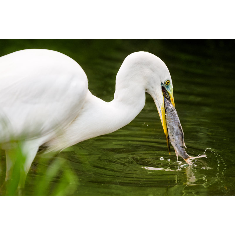 Great egret has just caught fish Wall Art on Canvas, 30cm H x 46cm W