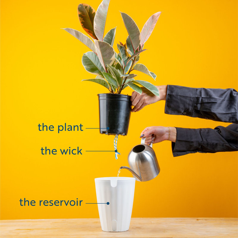 ZZ Plant in Planter - Thumbnail 4