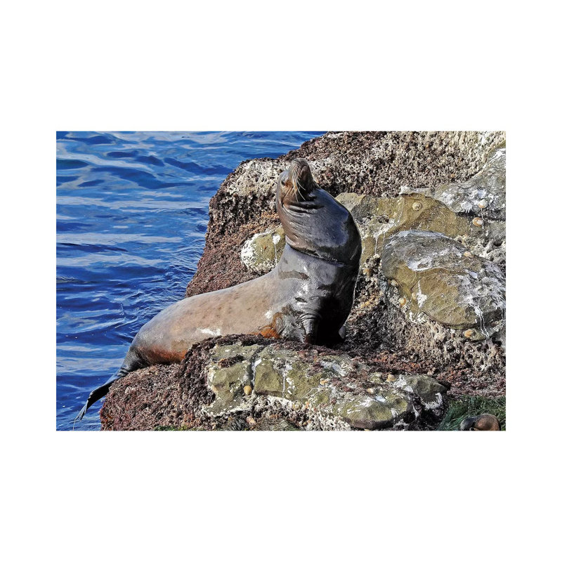 Sea Lion by Brian Wolf - Wrapped Canvas Gallery-Wrapped Canvas Giclée, 20.32cm H x 30.48cm W