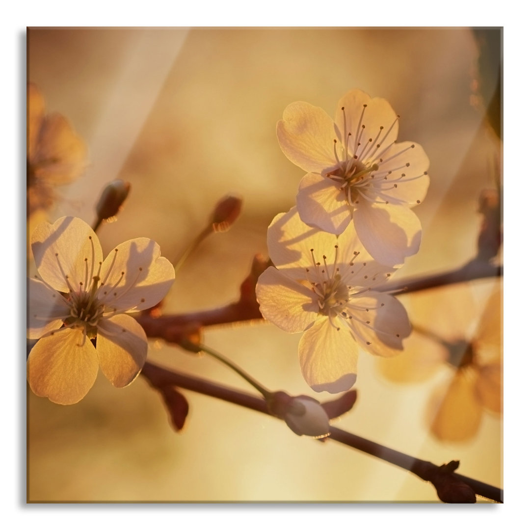 Glasbild Beiße Blüten im Sonnenlicht