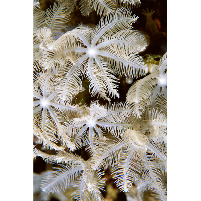 Feathering Flower I Papua New Guinea by Beverly Factor - Wrapped Canvas Print, 46cm H x 30cm W