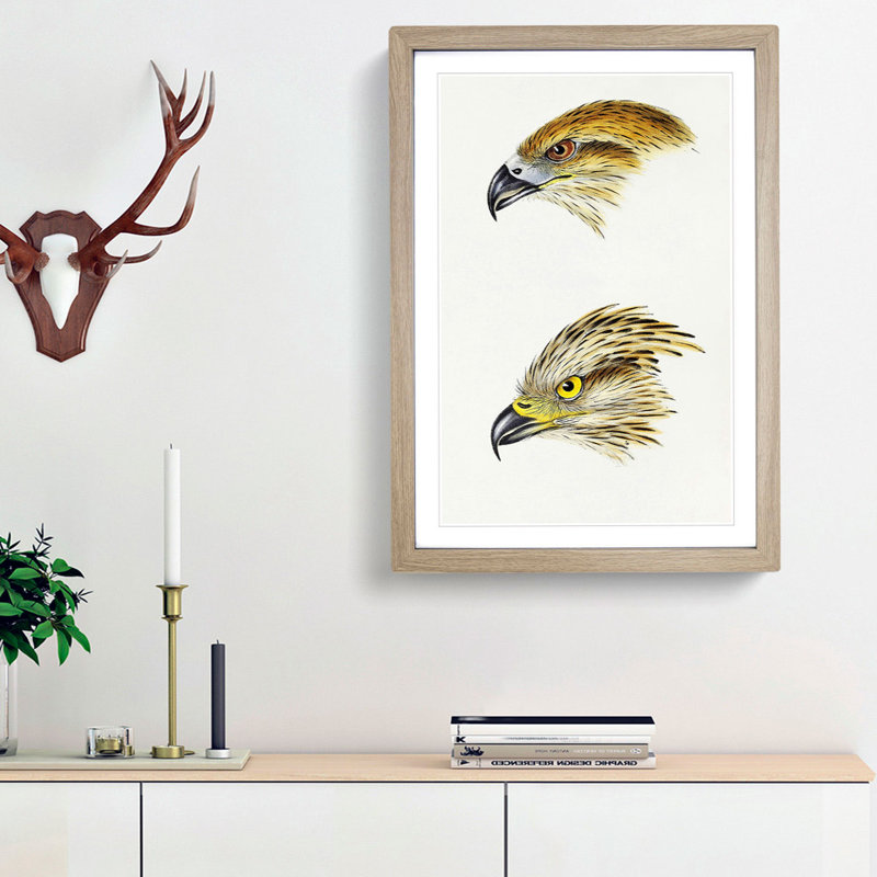 Kite Birds by John Gould - Picture Frame Graphic Art Print, 36cm H x 27cm W x 2cm D, Oak Framed