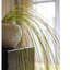 Ikebana en vigne fine en pot-86925175-86925176