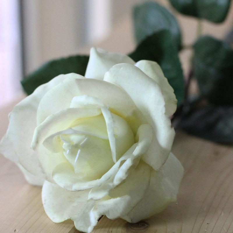 Roses, buissons