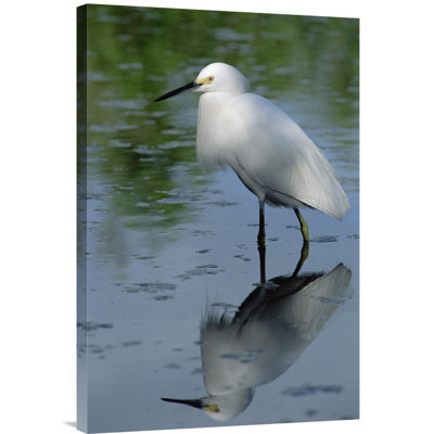 Snowy Egret Wading Through Shallow Water, Florida Keys - Single Picture Frame Photograph on Framed Canvas