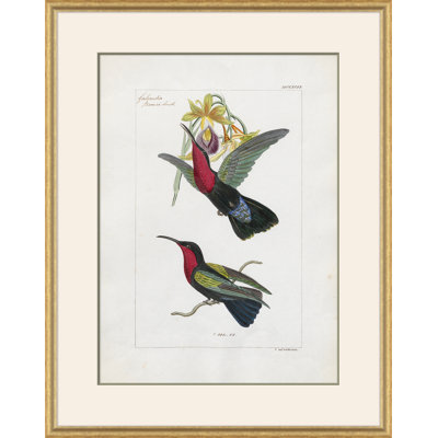 Hummingbirds Giclee Print