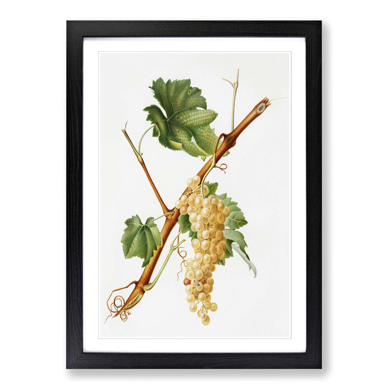Vermentino Grapes by Giorgio Gallesio - Picture Frame Painting Print, Black Framed, 48cm H x 36cm W x 2cm D