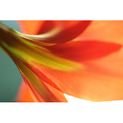 Gros plan sur un lys - Photographie sur toile tendue