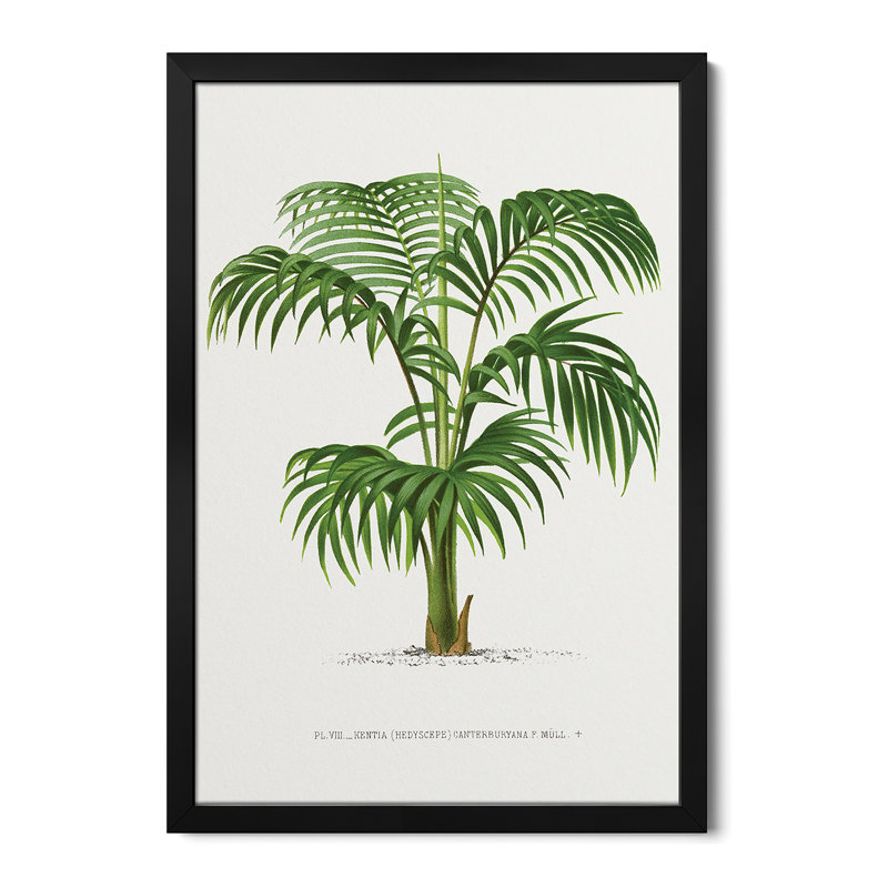 Kentia Vii - reproduction d'art murale - affiche de galerie, H 32 po x l 24 po