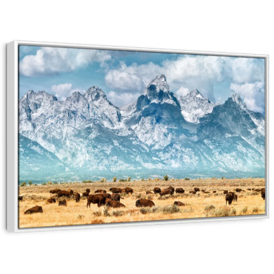 Troupeau de bisons à Grand Teton