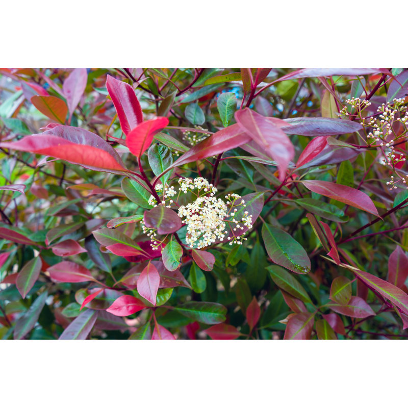Bulhary Photinia Hedge - Wrapped Canvas Print, 30cm H x 46cm W x 3.8cm D